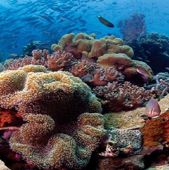 Мальдивы по воде: троллинг вдоль внешних рифов - обзор отзывов о Мальдивы по воде: троллинг вдоль внешних рифов - обзор отзывов о